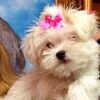 angypooh